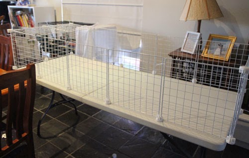 It's A Guinea Pig Life: Guinea Pig C and C Cage Building Time