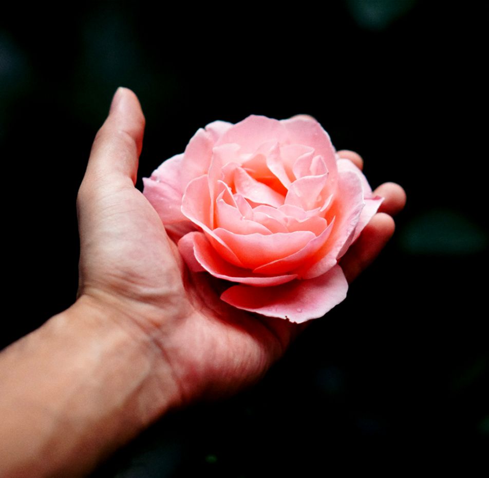 Roses Flower In Hand Love Hd Wallpaper mikespike123