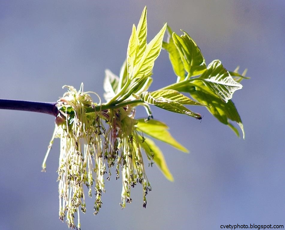 Клен ясенелистный цветение. Ясень манновый. Клён американский ясенелистный цветы. Ясень обыкновенный соцветие. Ясень дерево цветение.