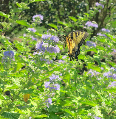 swallowtail butterfly on mint swallowtail butterfly on mint