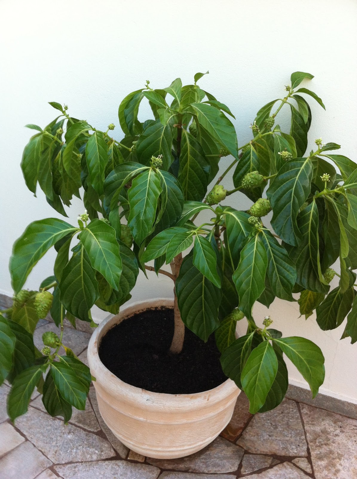 Noni, uma planta multipotente no combate as doenças. Plante em sua