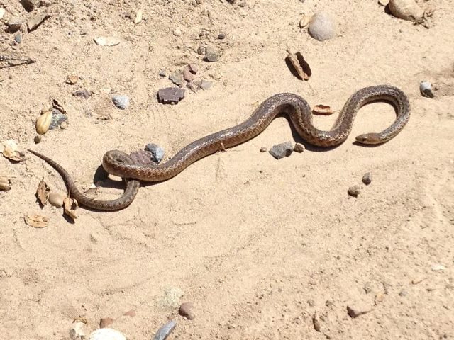 Tiny Superstars: Pets, snaps, Improv, and a lil love