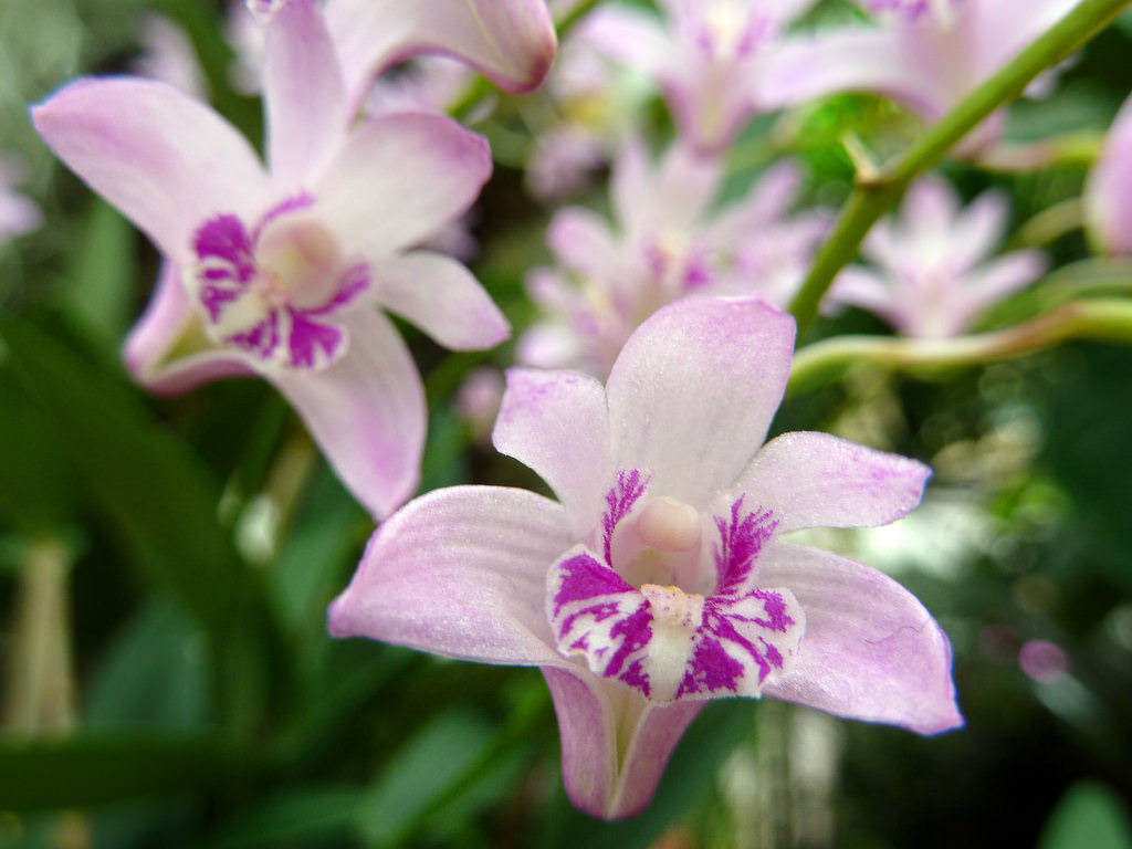 Travaldo�s blog Grow and care Dendrobium kingianum Travaldo�s blog Grow and care Dendrobium kingianum