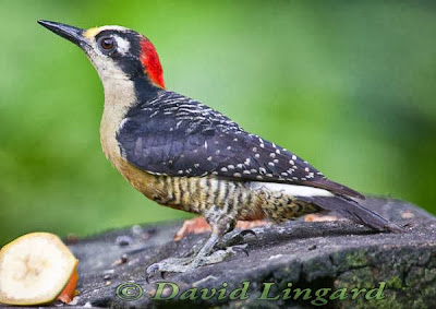 Black chekeed Woodpecker