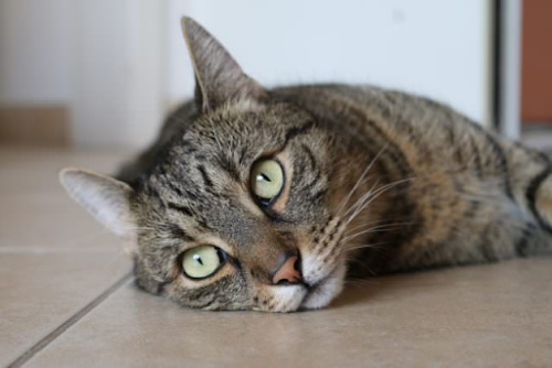 The Most Common Causes of Drastic Weight Loss in Cats The Most Common Causes of Drastic Weight Loss in Cats