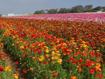 The Flower Fields in Carlsbad by Stacey Kuhns