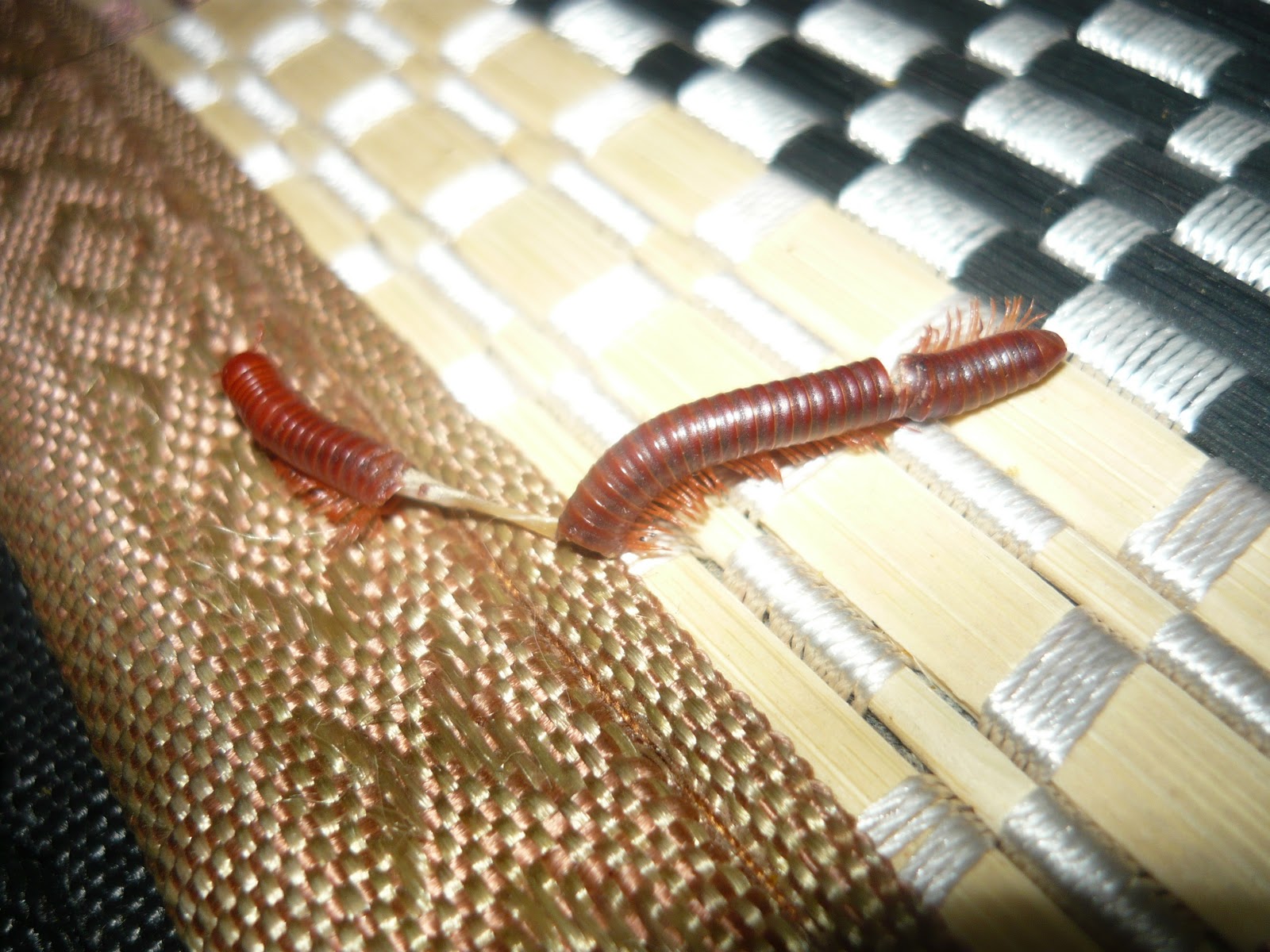 SIAN KAU GONGGOK Diari Si Froggie