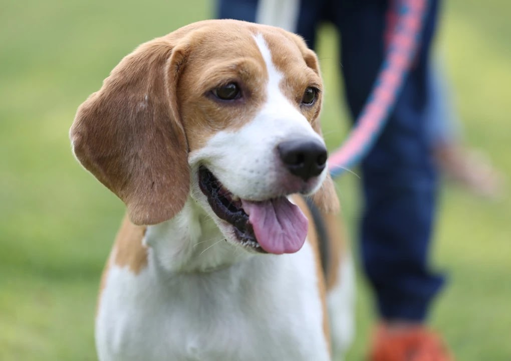 easy low maintenance dogs