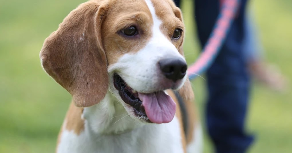 7 Best LowMaintenance Dog Breeds The Buzz Land