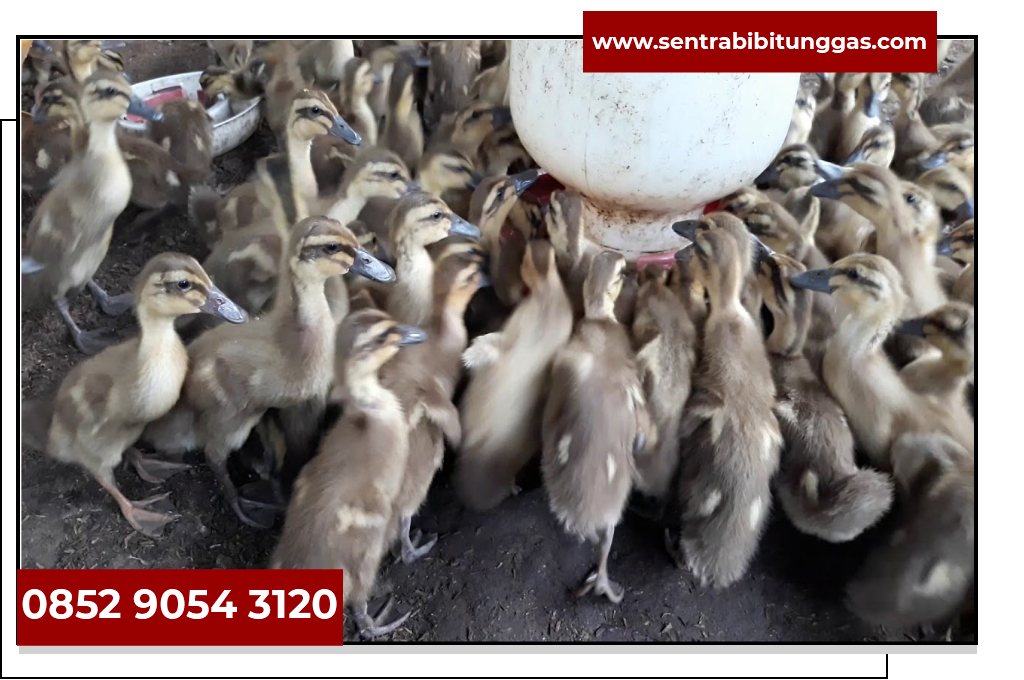 2000+ Gambar Bebek Jawa HD Terbaik 2000+ Gambar Bebek Jawa HD Terbaik