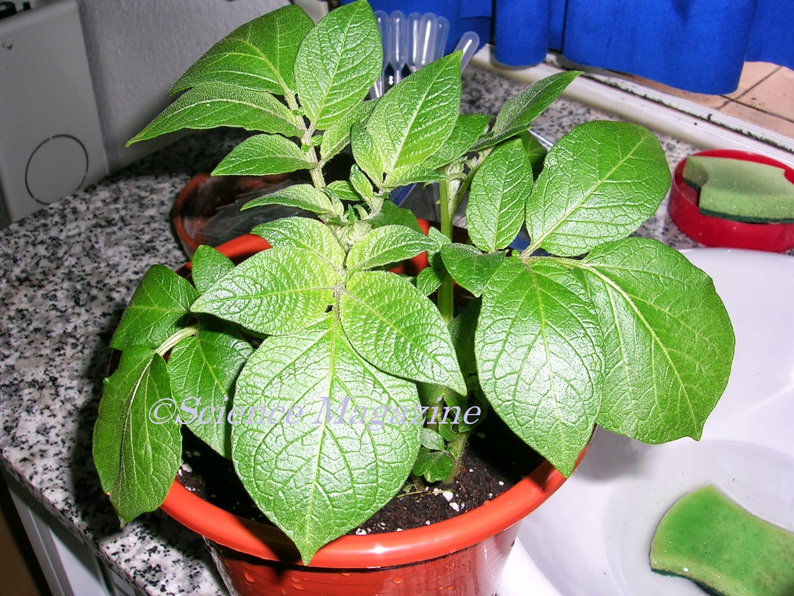 Science Magazine VEGETATIVE REPRODUCTION