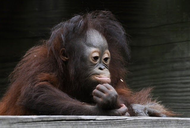 cute baby orangutan, baby orangutan pictures, cute baby animals, orphaned baby orangutan, adopted baby orangutan