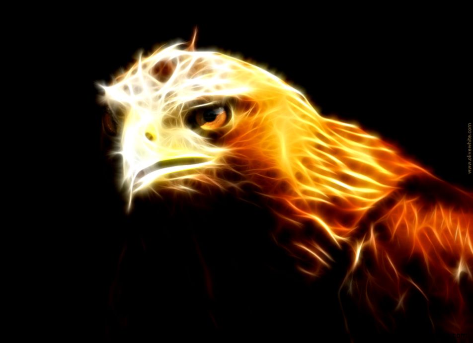 Cool Backgrounds Golden Eagle