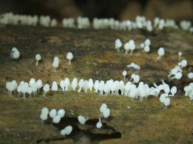 Photograph of stalked slime mould fruiting bodies, by Lairich Rig (CC BY-SA 2.0)