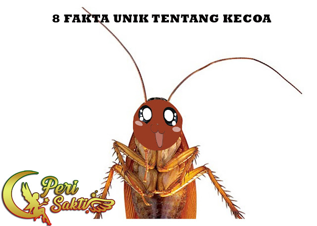 8 Fakta Unik Tentang Kecoa
