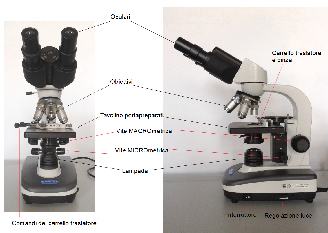 Relazione Di Laboratorio Osservazione Al Microscopio Scienze in lab: Osservazione al microscopio