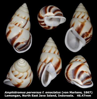 Amphidromus perversus f. emaciatus 46.47mm