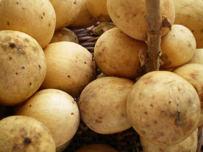 fruit names starting with l fruit names a z with pictures five letter fruits