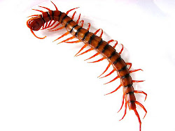 centipede centipedes mustika magickal janielle beh pest control mantis flickr millipedes yeaman sandra project sa avoid via ourbis vancouver reserved