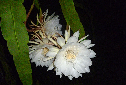 Image result for kadupul flower