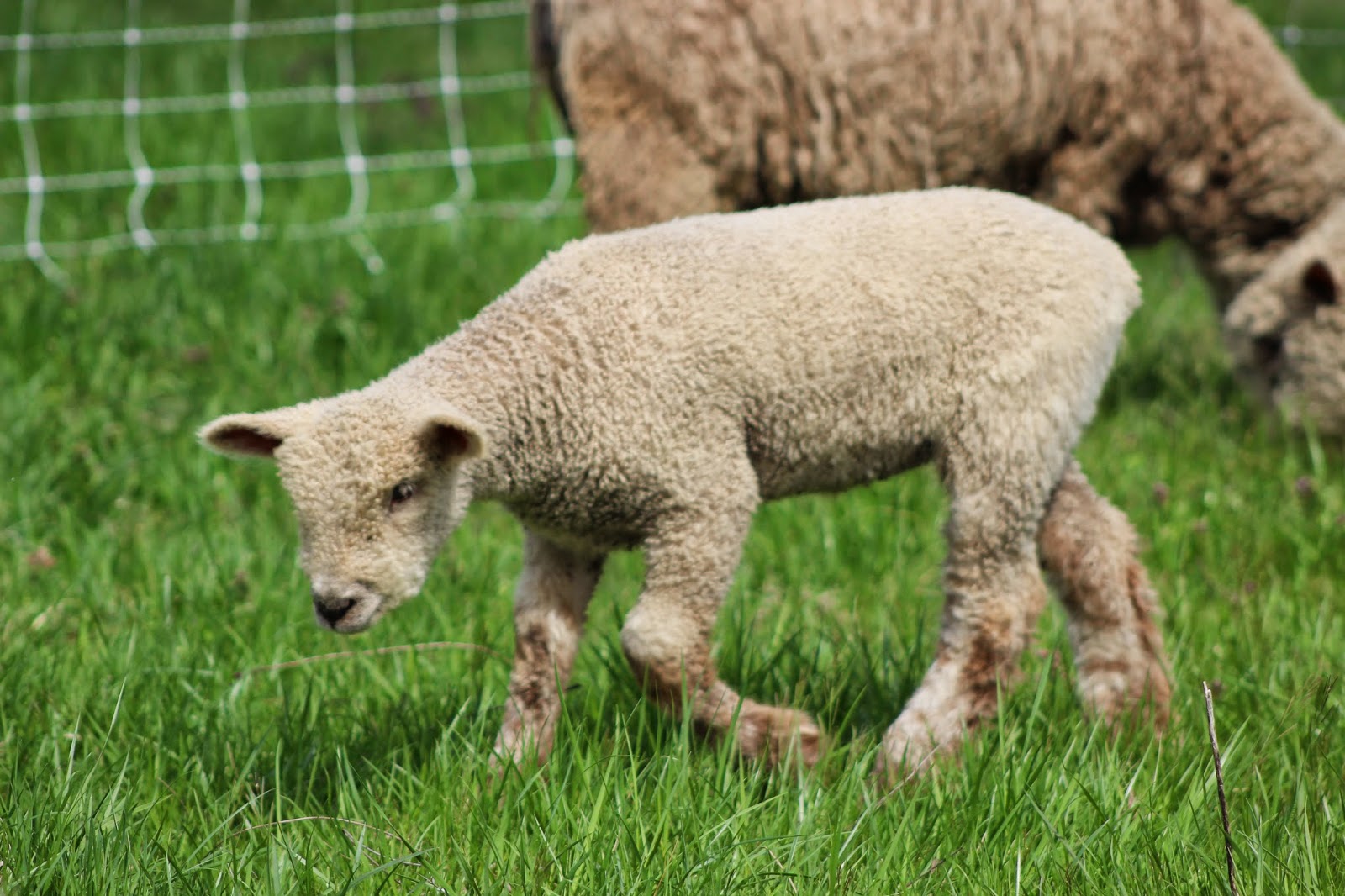 Katiegirl: Rabbit and Lamb for Sale
