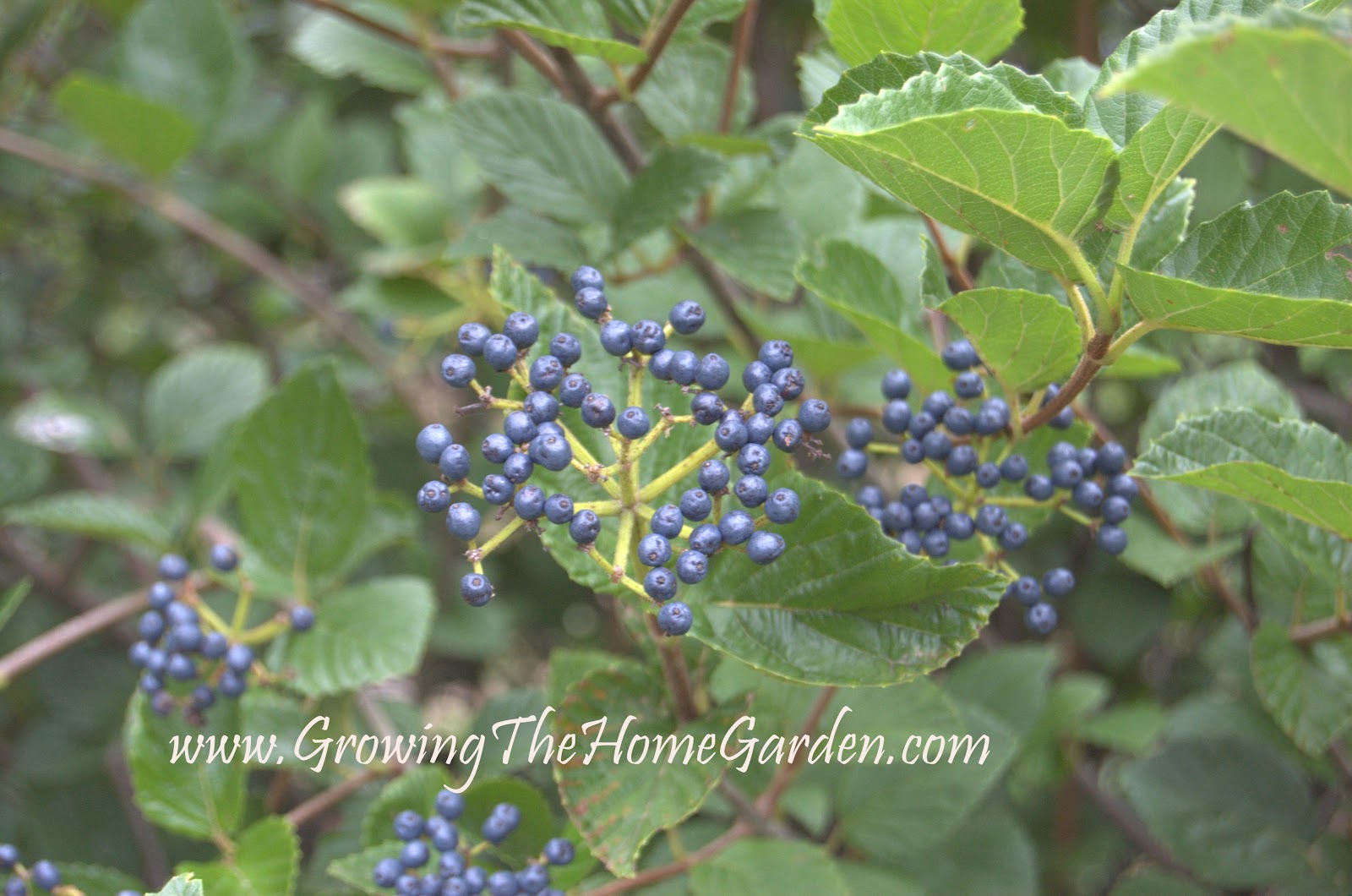 These Blue Berries Aren t Blueberries Growing The Home Garden these-blue-berries-aren-t-blueberries-growing-the-home-garden