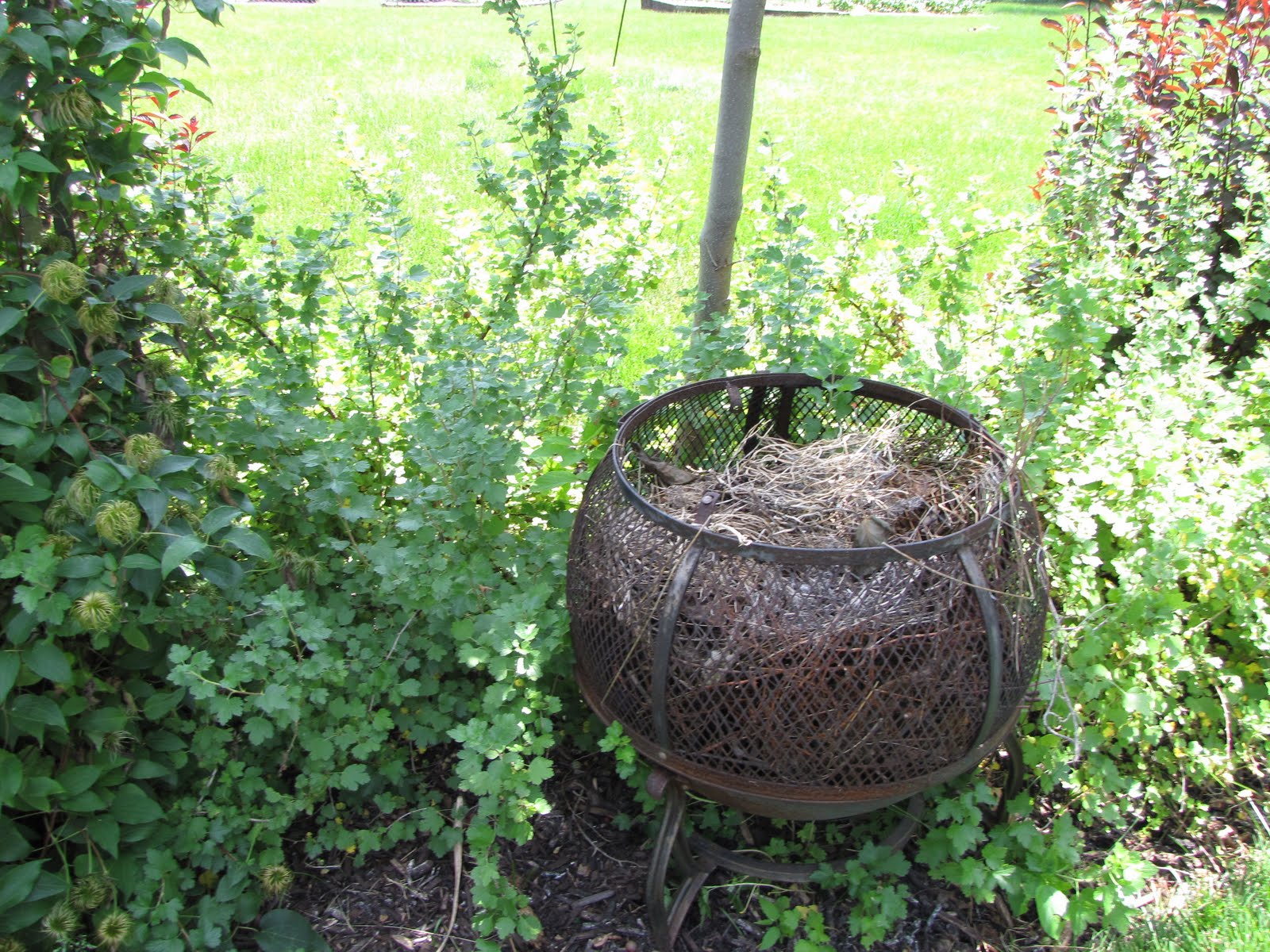 A Corner Garden Sunday's Garden Tour