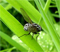 insects of scotland other flies picture wing flies sweat flies