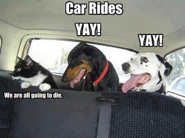 animal pictures with captions, car rides