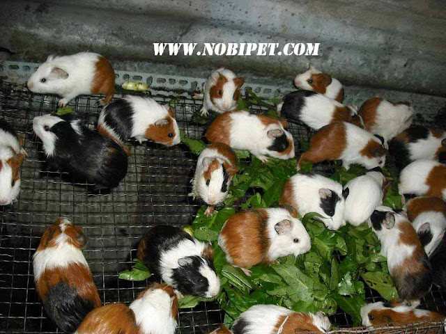Trang trại Bán Sỉ Bọ Ú – Guinea Pig - Chuột Lang trang-trai-ban-si-bo-u-guinea-pig-chuot-lang-gia-re-2