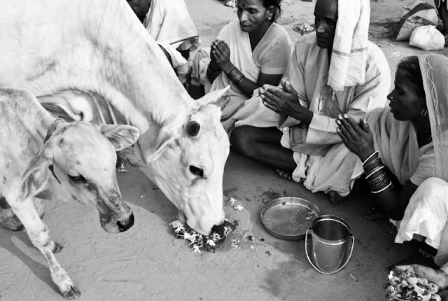 Gambar Lembu India di sembah manusia