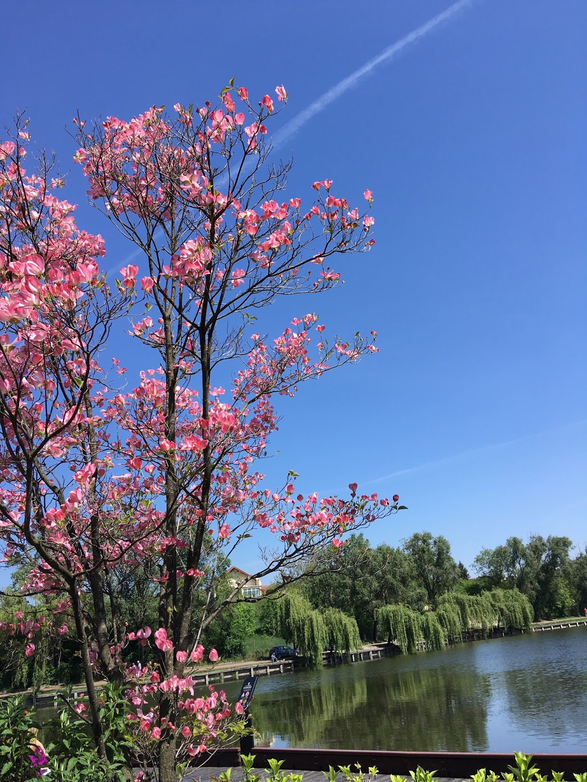 beautiful blue sky with blooming trees in spring