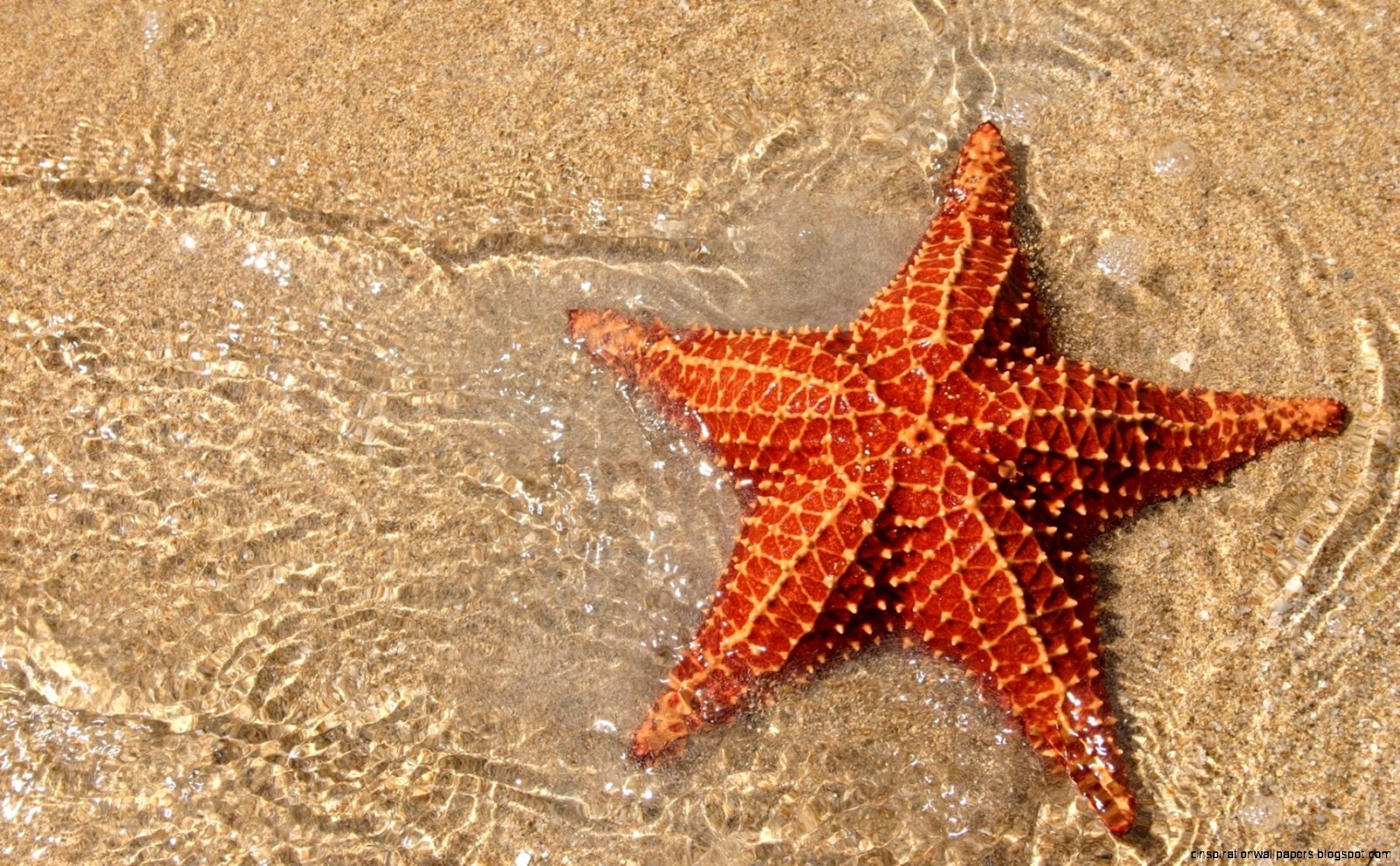 Sea Star