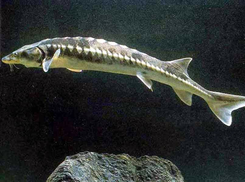 Картинки русского осетра