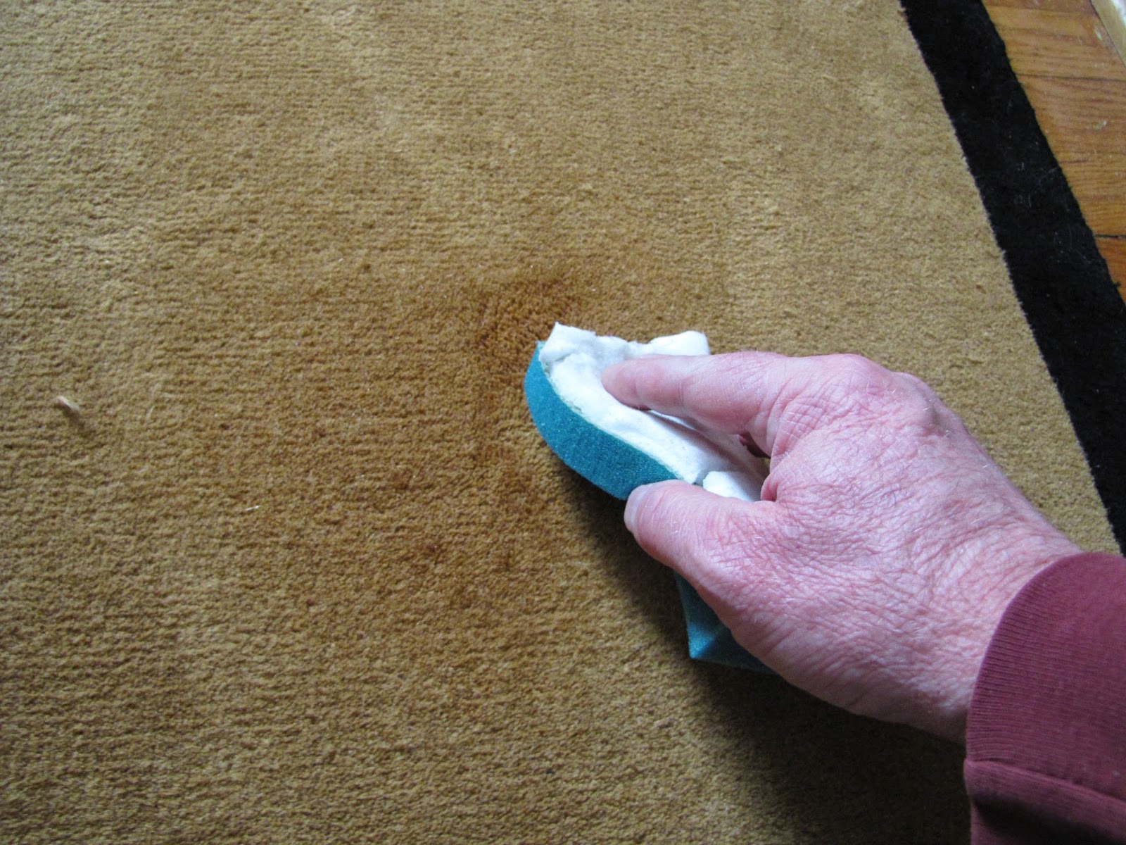 Best Carpet Cleaner And Stain Remover How To Remove Cat Puke Stains