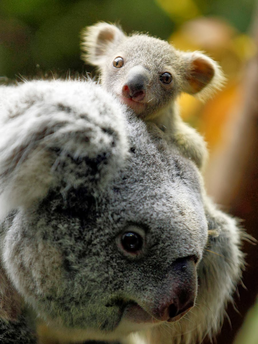 Милая коала. Мишка коала. Коала с детенышем. Коала сумчатое. Коала сумчатая с детенышем.