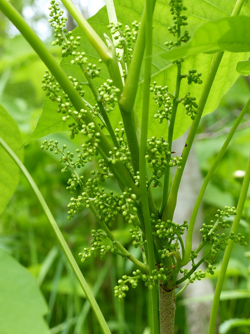 Faaxaal Photos nature gratuites et libres de droits Photo d