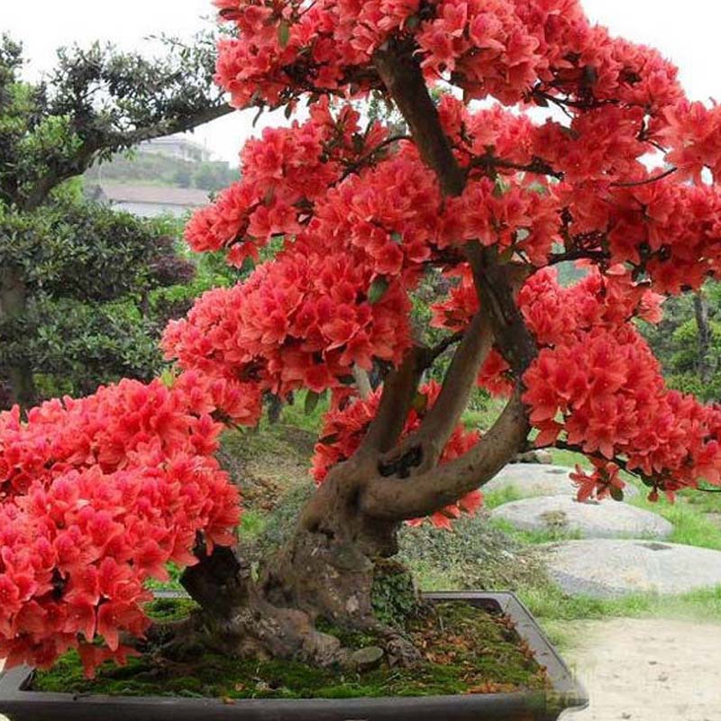 10 PCS Red Japanese cherry blossoms Seeds Courtyard Garden Bonsai