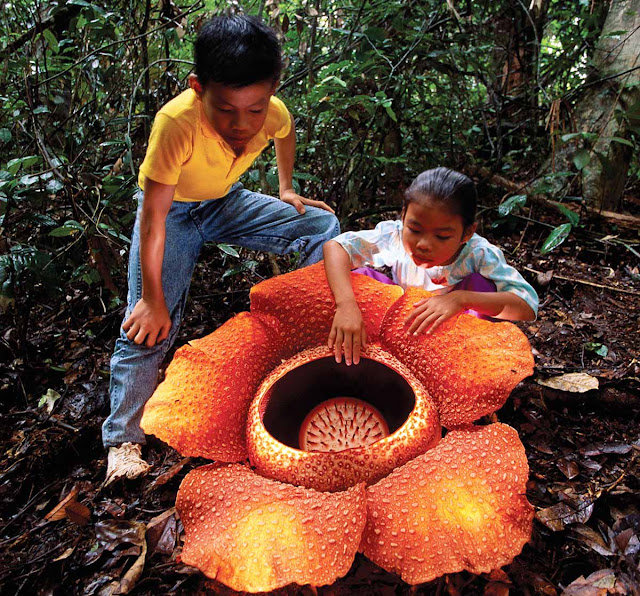 Rafflesia Arnoldii - maior flor do mundo