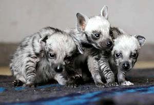 Hyena Predator Malam Yang Ditakuti Manusia Re Tawon