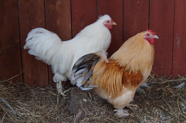 musta teini-ikäiset valkoinen kukko