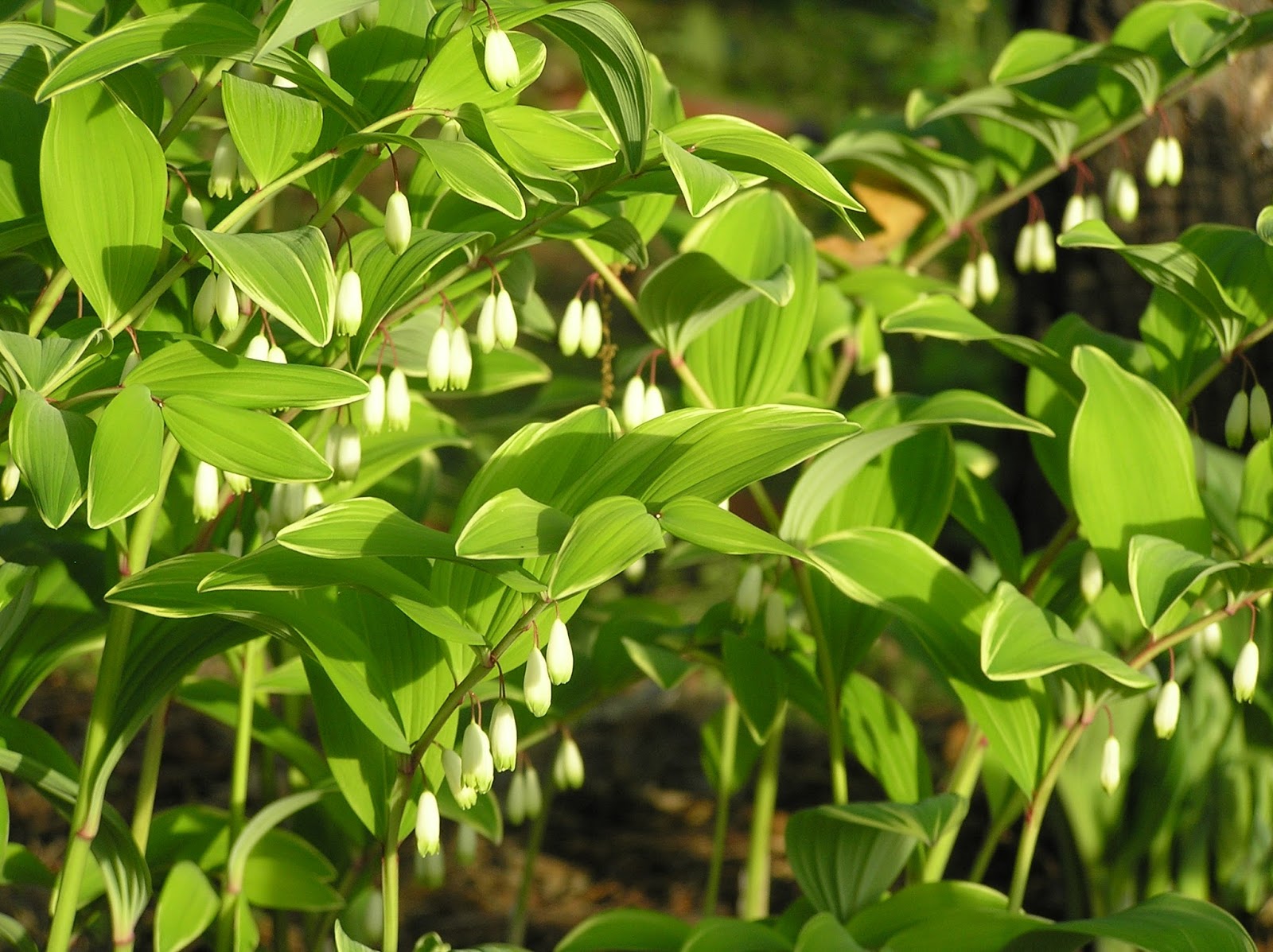 Ogród Tamaryszka KOKORYCZKA WONNA