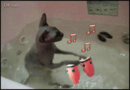 Crazy Cat Playing The Bongos In His, Cat In Bathtub Gif
