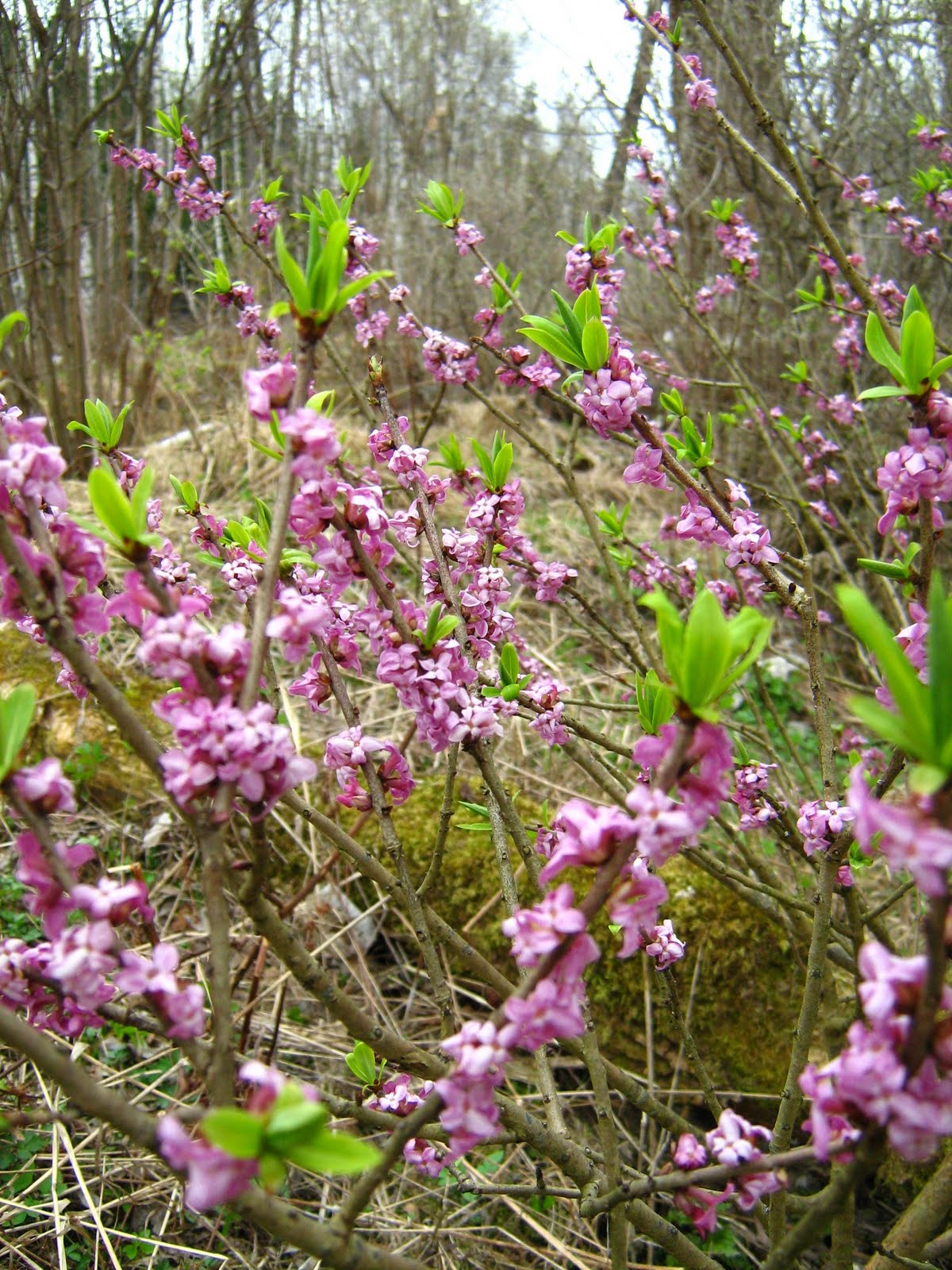 Фото: Волчеягодник. Фотолюбитель Оксана (Barbariska) Михайлова. Природа. Фотосай