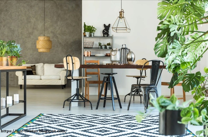 Мир растений: Лучшие растения для кухни: которые выносливые и чистят воздух