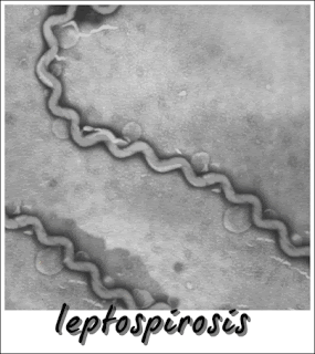 leptospirosis atau kencing tikus