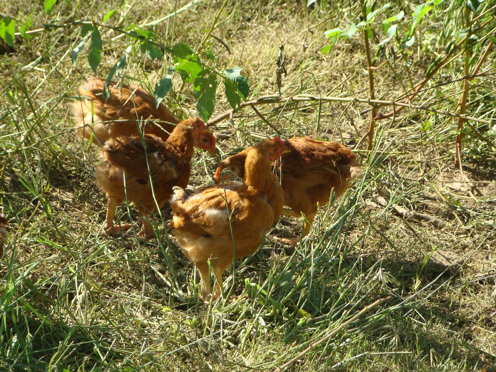 Philippine Association of Freerange Poultry Advocates, Inc. FREE