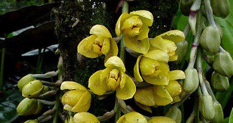 ORQUIDEAS MEXICANAS hagsateri
