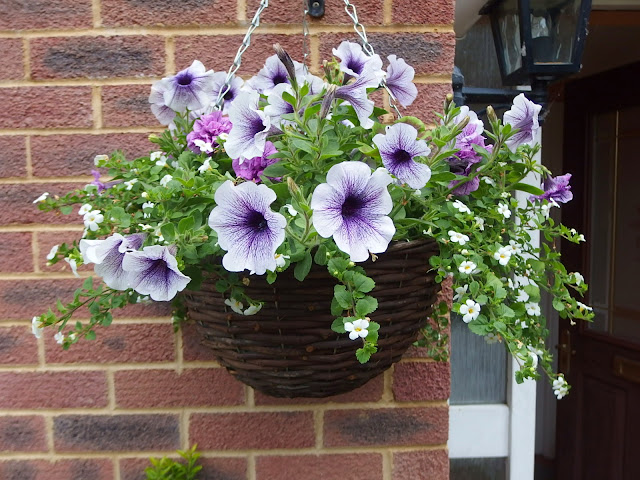 Picture of last year's hanging basket outside our front door