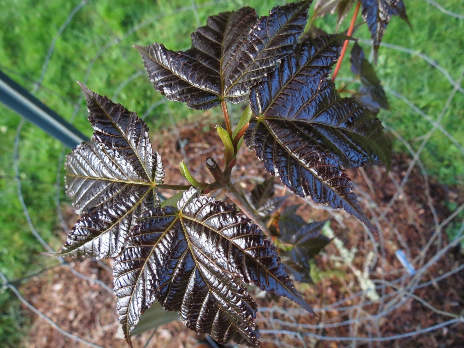 Plant with black leaves